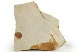 Fossil Seed Fern (Glossopteris) Plate - Australia #321024-1